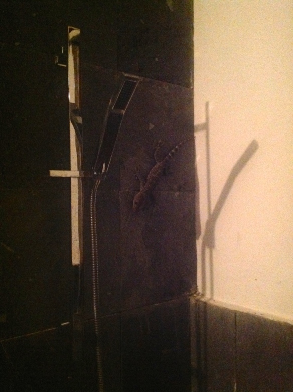 A huge gecko in the shower. 
