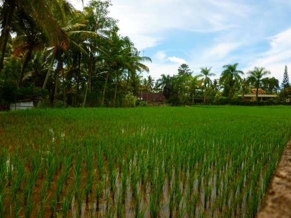 The rice paddies around the villa