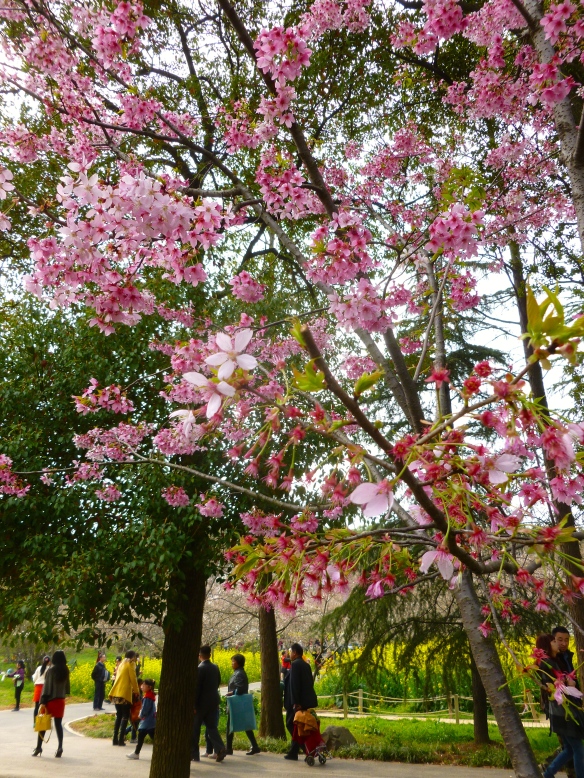 At the Cherry Blossom festival at Moshan Hill, East Lake